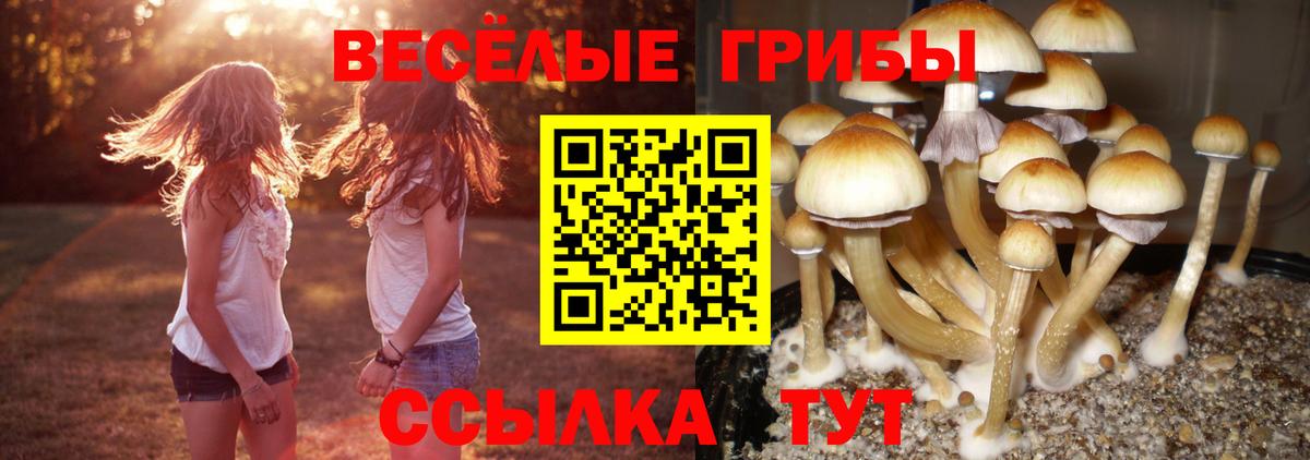 Псилоцибиновые грибы прущие грибы  Псилоцибиновые грибы Cubensis  Вход с VPN  Кировск 